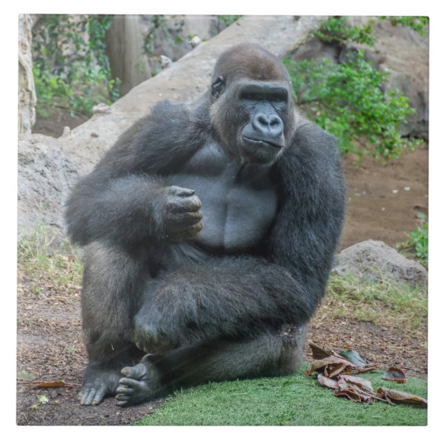 Gorilla auf der Keramik Zoo Fliese (Vorderseite)