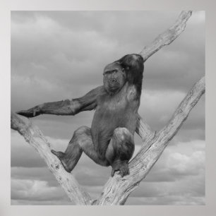 Gorilla auf einem Baum Poster