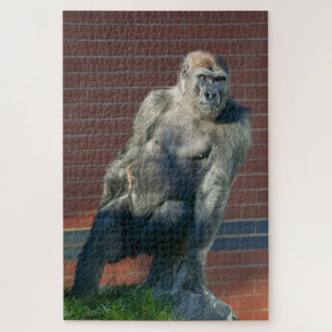 Gorilla auf einem Felsen