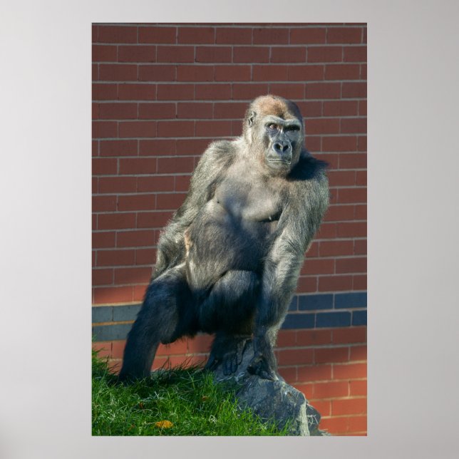 Gorilla auf einem Felsen Poster (Vorne)