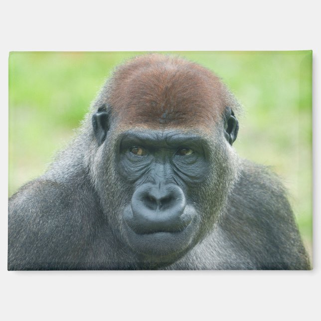 Gorilla Aybos detailliertes Portrait Magnet (Vorderseite)