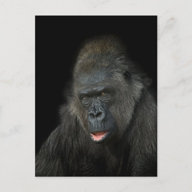 Gorilla Biddy Classic Postkarte (Vorderseite)