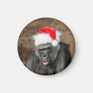 Gorilla Biddy in einem Weihnachtshut Magnet