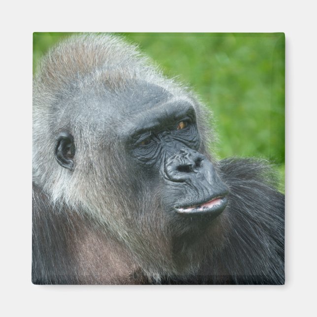 Gorilla Biddy Magnet (Vorne)