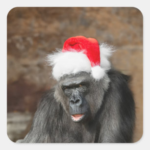 Gorilla Biddy mit festlicher Weihnachtsmütze Quadratischer Aufkleber