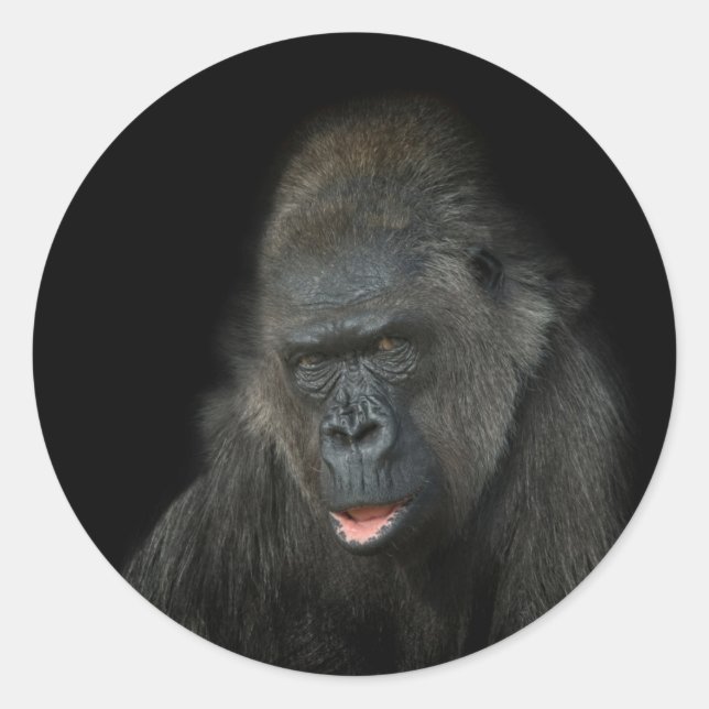 Gorilla Biddy Runder Aufkleber (Vorderseite)