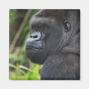 Gorilla Captive Magnet