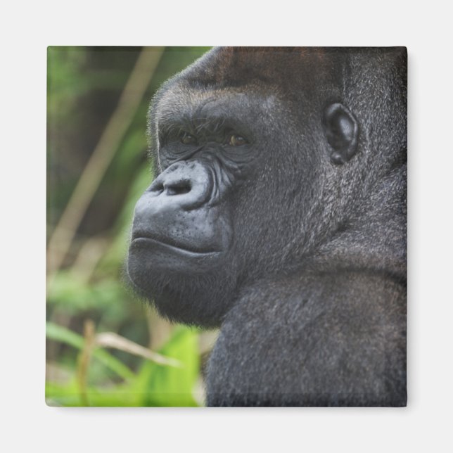 Gorilla Captive Magnet (Vorne)