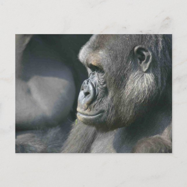 Gorilla Club Postkarte (Vorderseite)