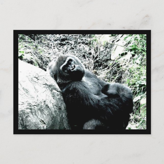 Gorilla Diva Postkarte (Vorderseite)