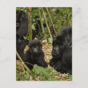 Gorilla, erwachsen mit jung postkarte