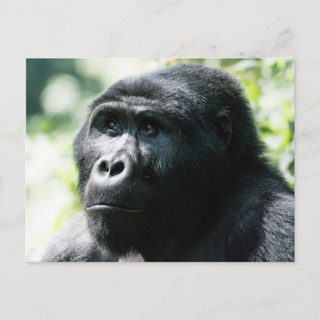 Gorilla Face to Postcard Postkarte (Vorderseite)