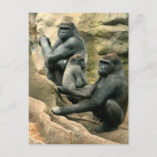 Gorilla Family Postcard Postkarte (Vorderseite)
