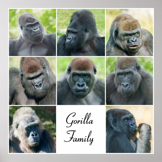 Gorilla Family Poster (Vorne)