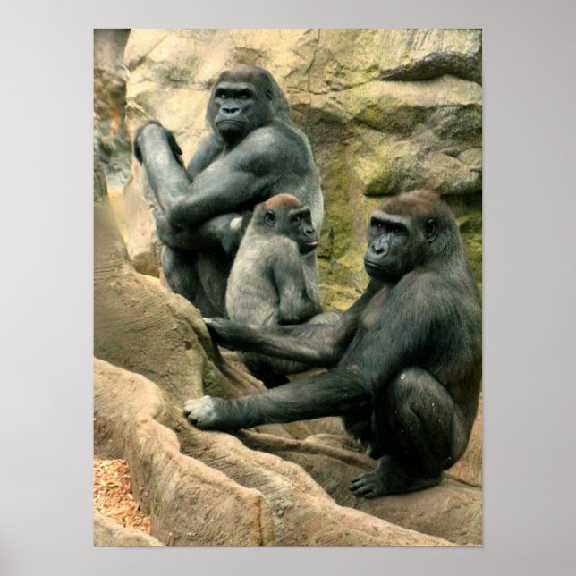 Gorilla Family Poster (Vorne)
