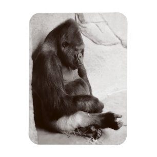 Gorilla Fotografy Sleeping Magnet