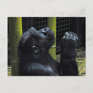 Gorilla-Gebet-Postkarte Postkarte