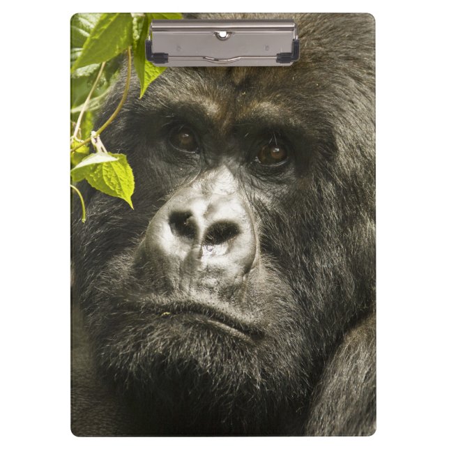 Gorilla, Gorilla beringei beringei, Klemmbrett (Vorderseite)