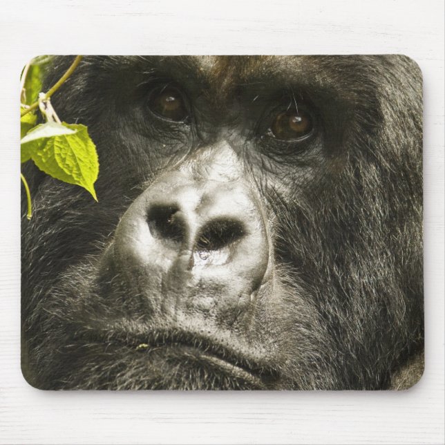 Gorilla, Gorilla beringei beringei, Mousepad (Vorne)