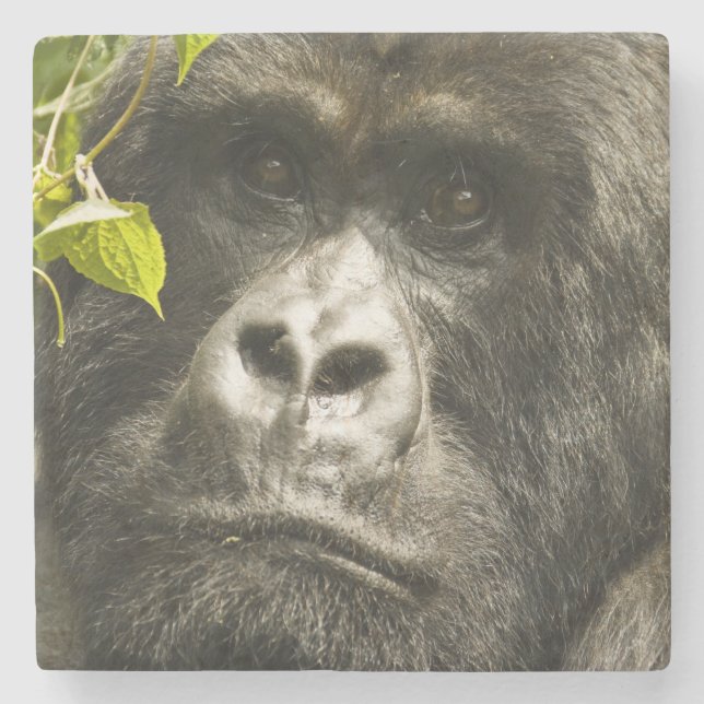 Gorilla, Gorilla beringei beringei, Steinuntersetzer (Vorderseite)