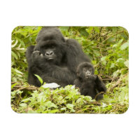 Gorilla, Gorilla beringei (ehemals G.