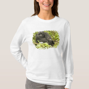 Gorilla, Gorilla beringei (ehemals G. T-Shirt
