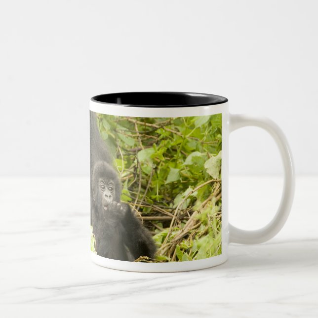 Gorilla, Gorilla beringei (ehemals G. Zweifarbige Tasse (Rechts)
