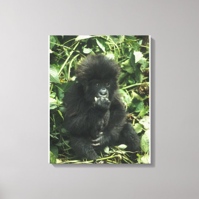 Gorilla (Gorilla gorilla beringei) Leinwanddruck (Vorderseite)