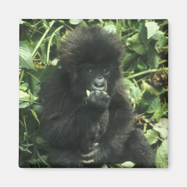 Gorilla (Gorilla gorilla beringei) Magnet (Vorne)