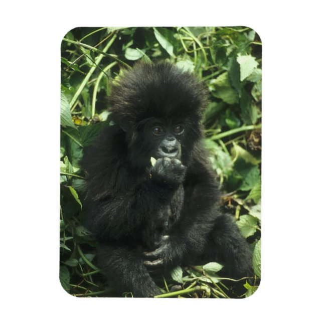 Gorilla (Gorilla gorilla beringei) Magnet (Vertikal)