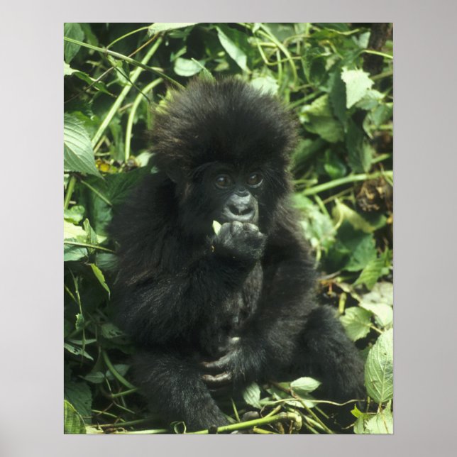 Gorilla (Gorilla gorilla beringei) Poster (Vorne)