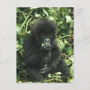 Gorilla (Gorilla gorilla beringei) Postkarte