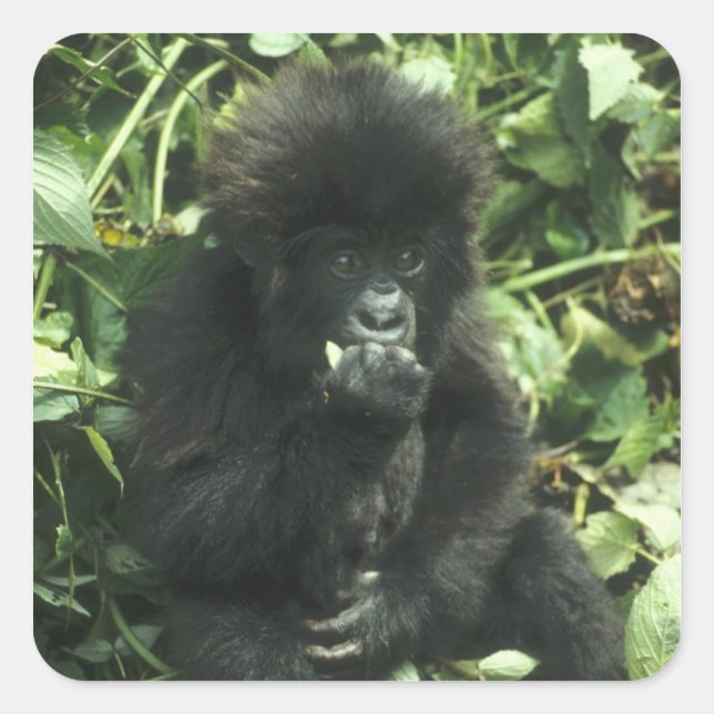 Gorilla (Gorilla gorilla beringei) Quadratischer Aufkleber (Vorderseite)