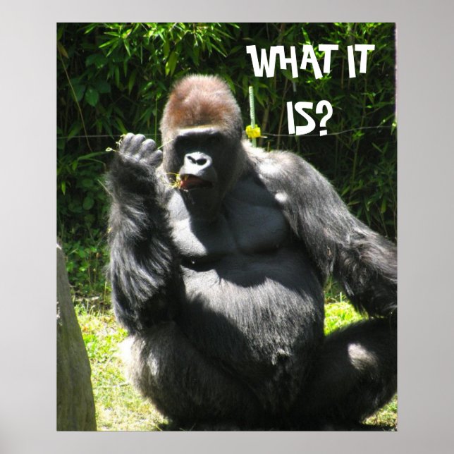 GORILLA GREETING Poster (Vorne)