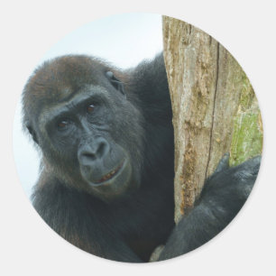 Gorilla hinter dem Baum Runder Aufkleber