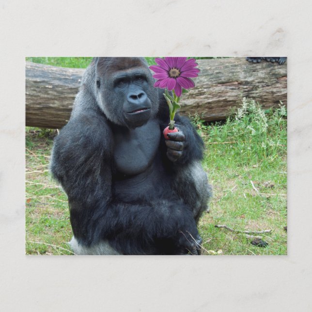 Gorilla Holding Blume Postkarte (Vorderseite)