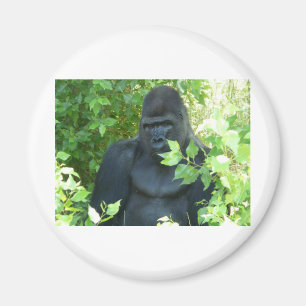 Gorilla im Busch Magnet