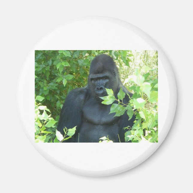Gorilla im Busch Magnet (Vorne)