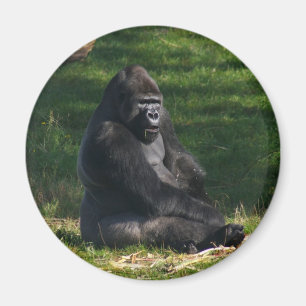 Gorilla im Sun-Magneten Magnet