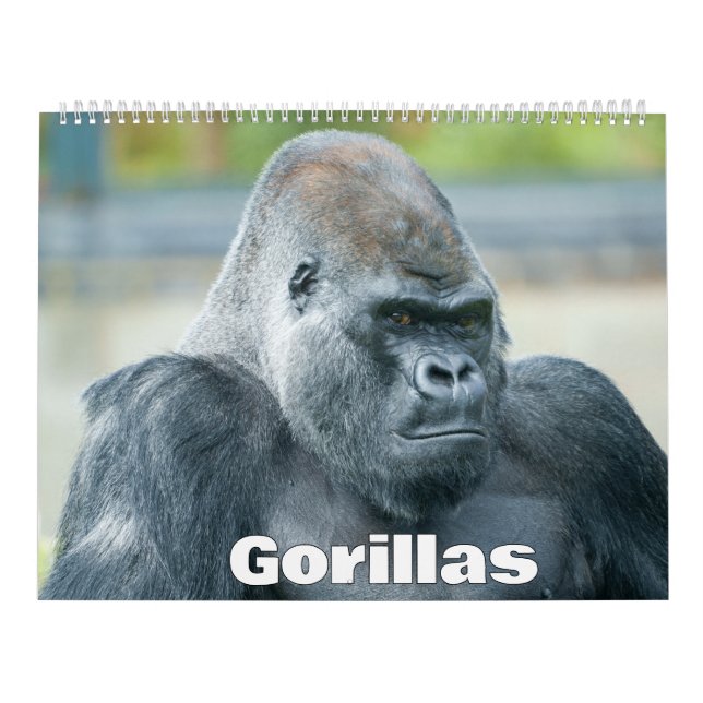 Gorilla-Kalender 2026 Kalender (Titelbild)