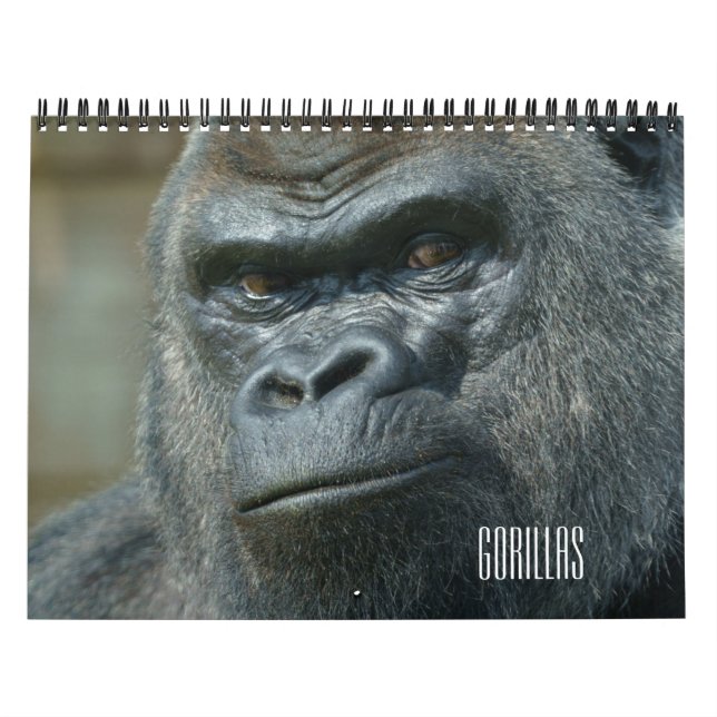 Gorilla-Kalender 2026 Kalender (Titelbild)