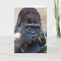 Gorilla