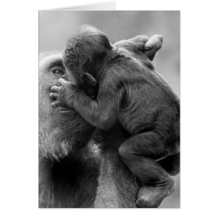 Gorilla Kiss