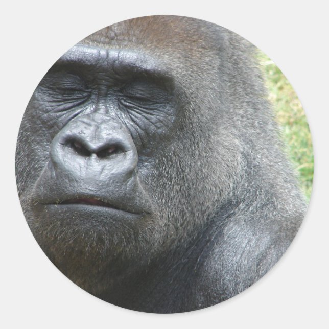 Gorilla Look Sticker (Vorderseite)