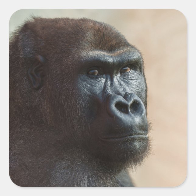 Gorilla Lope Nah-up Quadratischer Aufkleber (Vorderseite)