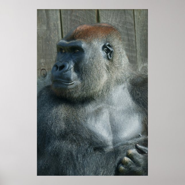 Gorilla Lope Poster (Vorne)