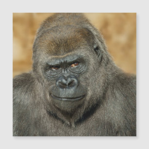 Gorilla Magnetkarte