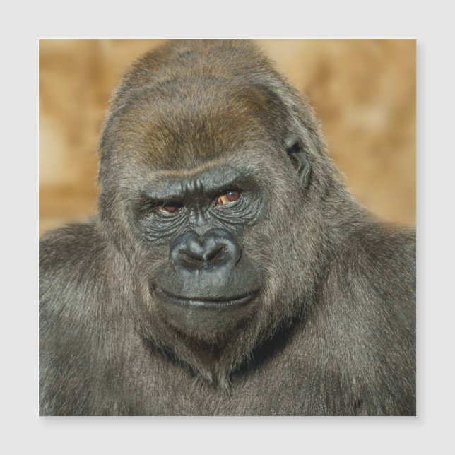 Gorilla Magnetkarte (Vorderseite)