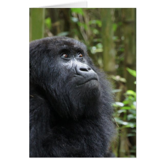 Gorilla meine Träume - weiblich (Vorne)