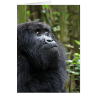 Gorilla mes rêves - femelle